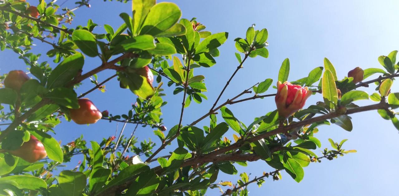 Il Melograno Acomodação com café da manhã Garda  Exterior foto